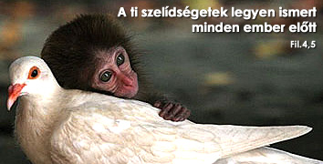 Napiige